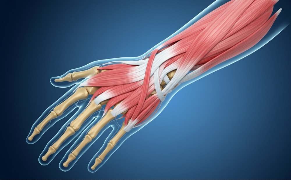 Tendon Cerrahisi: El, Aşil ve Sinir-Damar Onarımlarında Modern Yaklaşım